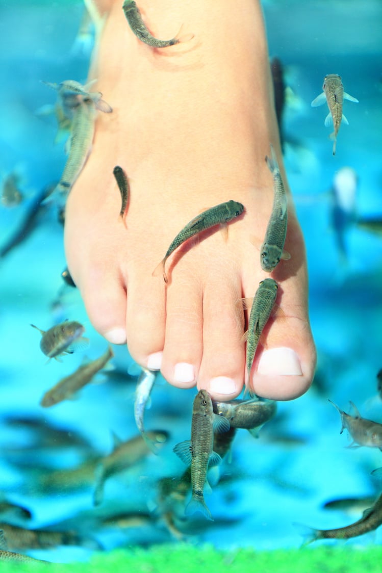 Fish Spa 