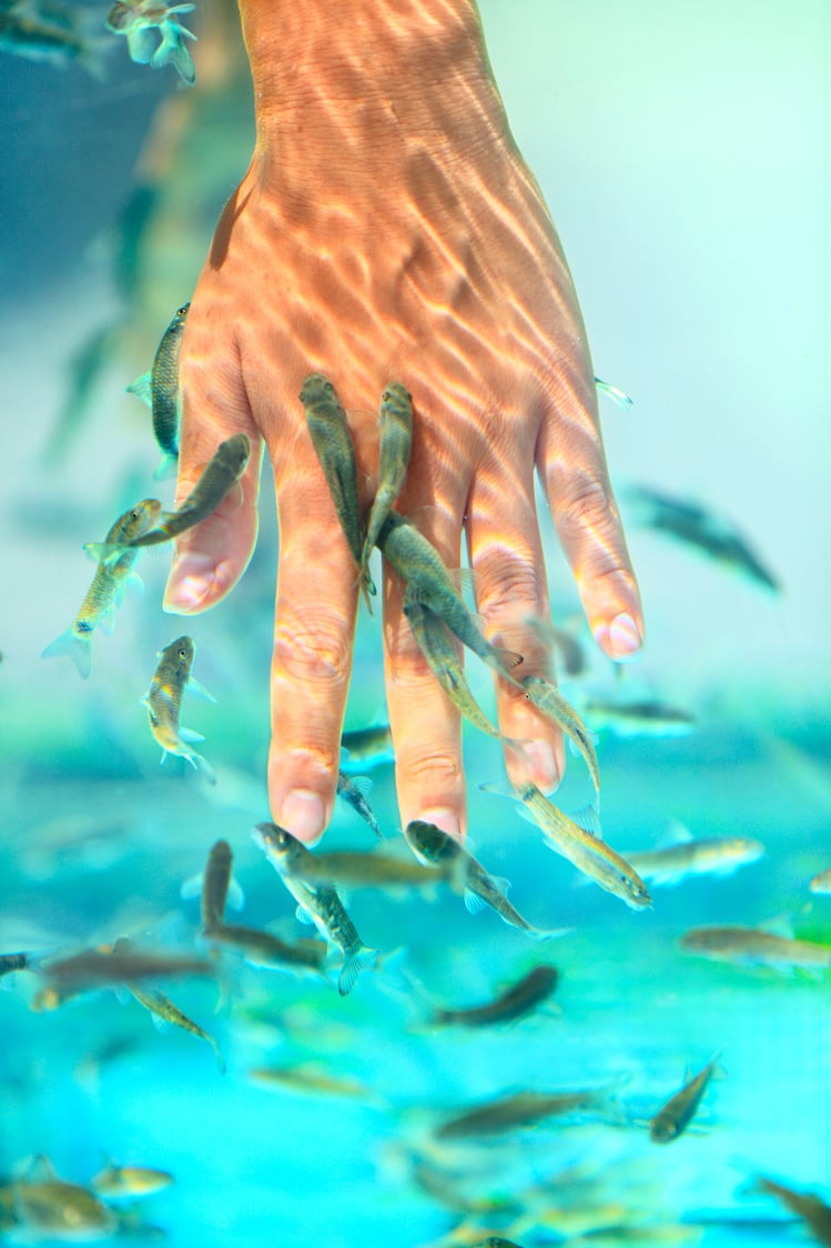 Manicure Fish Spa